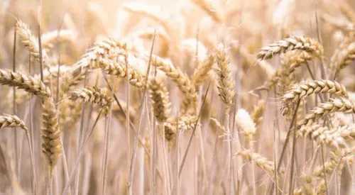 Default article image