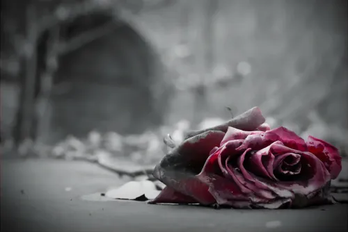 Default article image