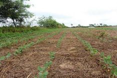 Campo Chihuahua, Santa Cruz